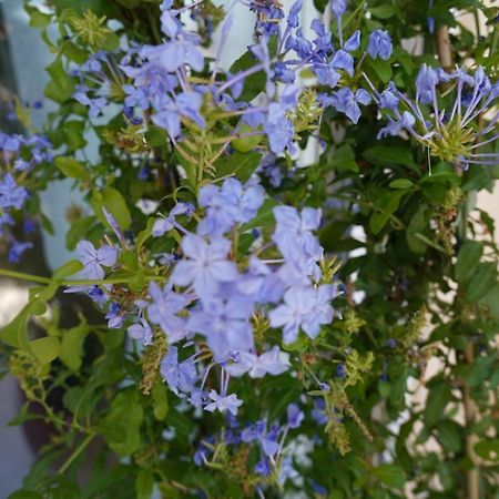Blue Jasmine Aigio Exterior foto
