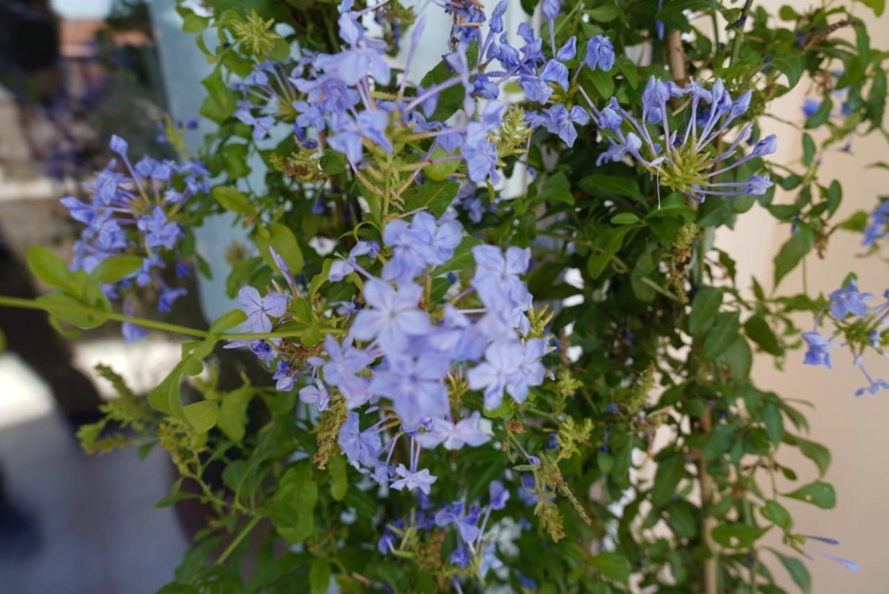 Blue Jasmine Aigio Exterior foto
